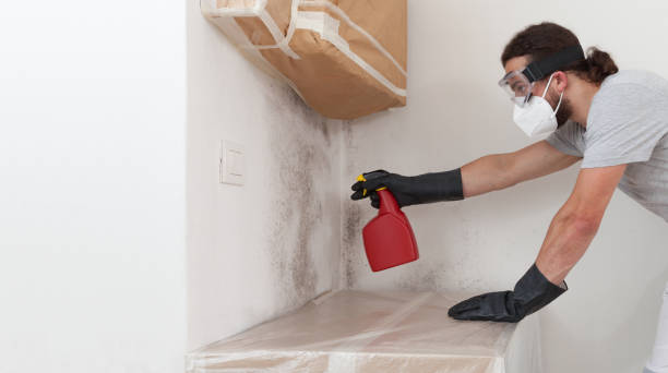 Professional Attic Mold Removal technician working in Holland, TX